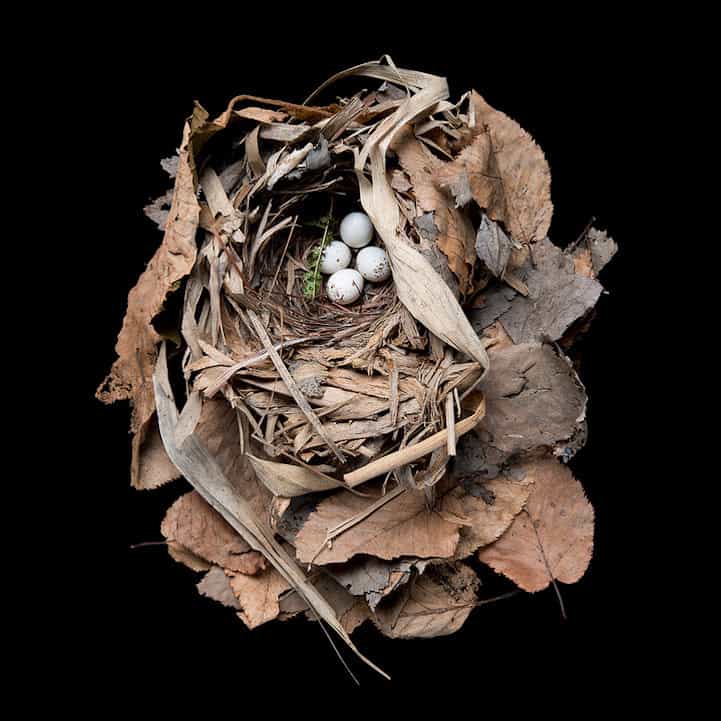Bird Nest By Sharon Beals Part 2 Gagdaily News
