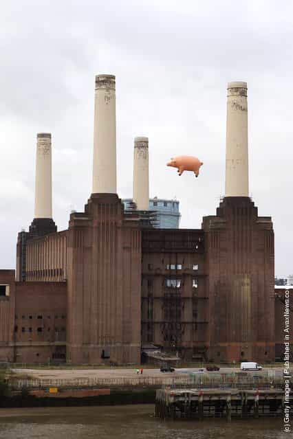 Flying Pig Recreates Pink Floyd Album Cover