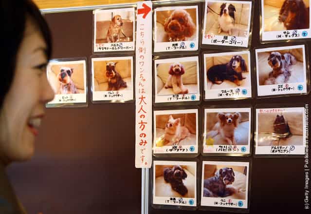 Rent-A-Dog In Japan