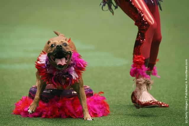 Dogs And Owners Gather For 2012 Crufts Dog Show. Part II