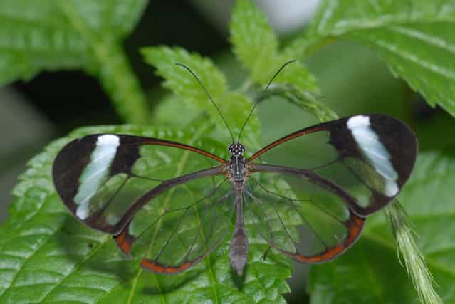 The Glasswinged butterfly – Greta Oto