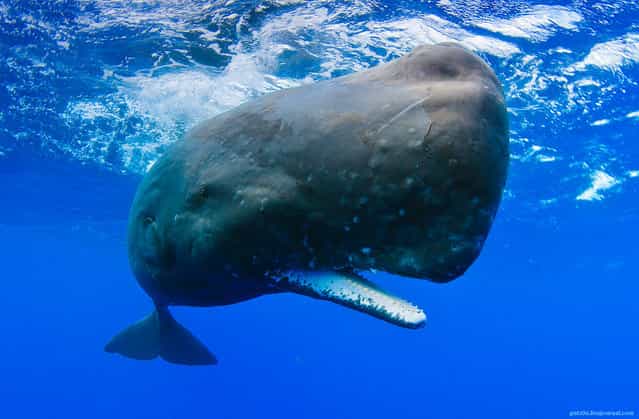 Whales by Photographer Alexander Safonov