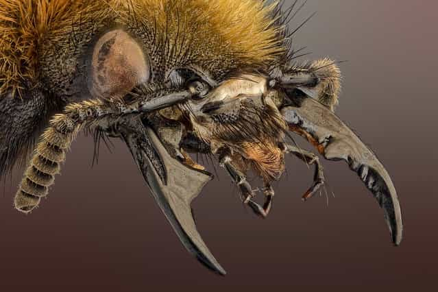 Photographers: Andrea Hallgass. Insects Close-Up in High Resolution