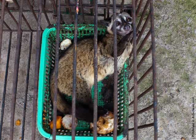 Kopi Luwak vs Asian Palm Civet