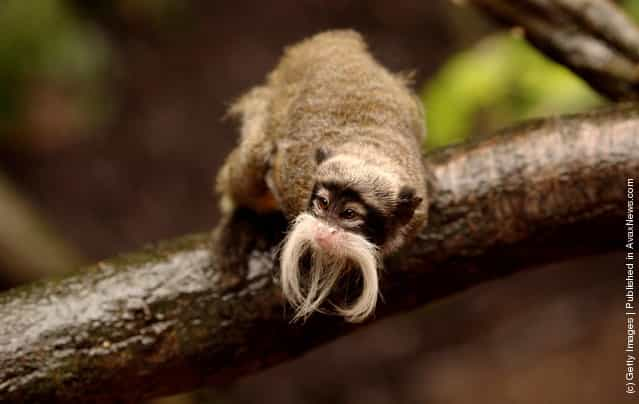 Emperor Tamarin Monkeys