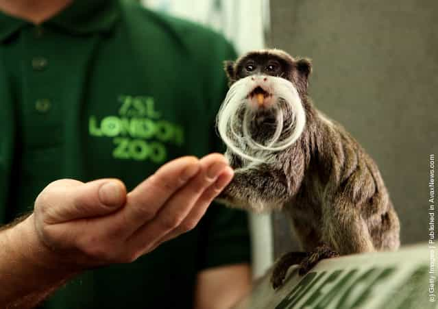 Emperor Tamarin Monkeys