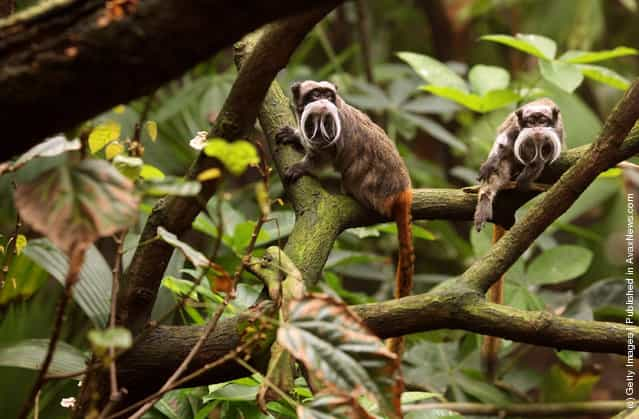 Emperor Tamarin Monkeys