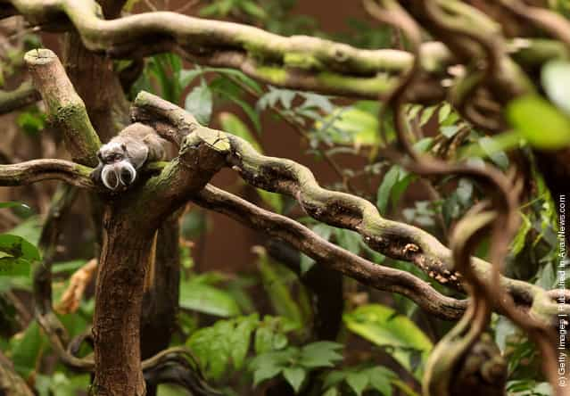 Emperor Tamarin Monkeys