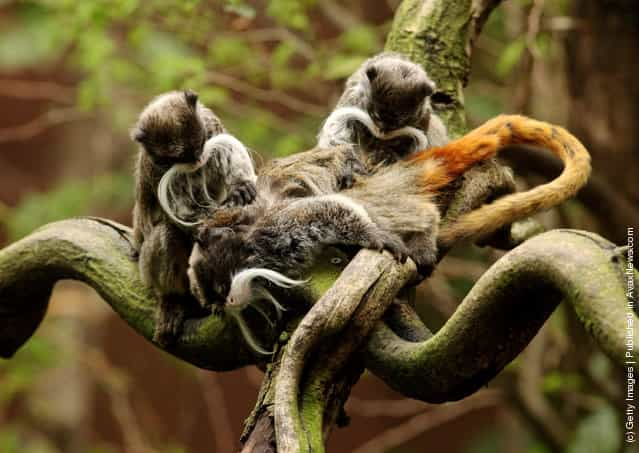 Emperor Tamarin Monkeys