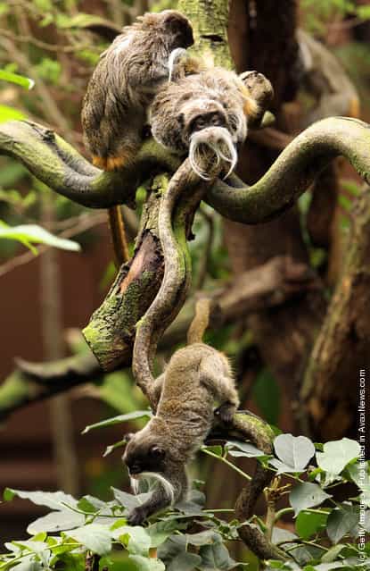 Emperor Tamarin Monkeys