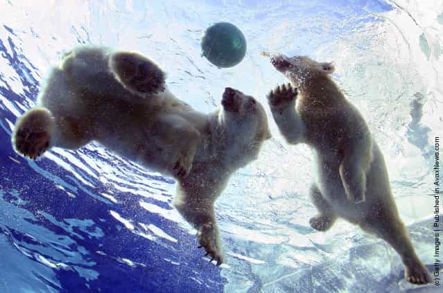 Polar Bear Cub Learns To Swim