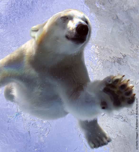 Polar Bear Cub Learns To Swim
