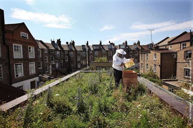 Urban Beekeeping On East London Rooftops