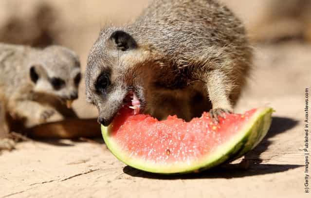 All Love Tasty Watermelons!