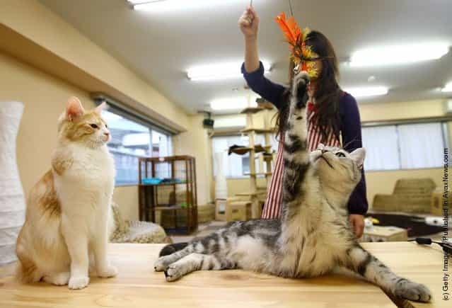Cat Cafes Attract People In Tokyo