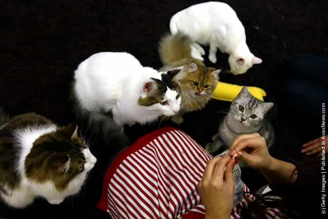 Cat Cafes Attract People In Tokyo