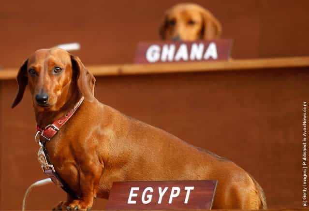 Art Installation Sees Dachshunds Take Over United Nations Meeting