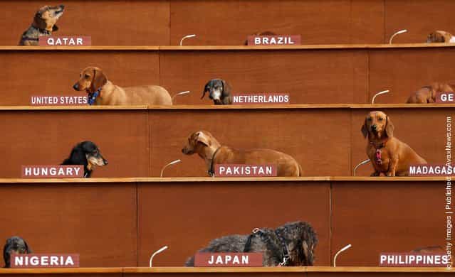 Art Installation Sees Dachshunds Take Over United Nations Meeting