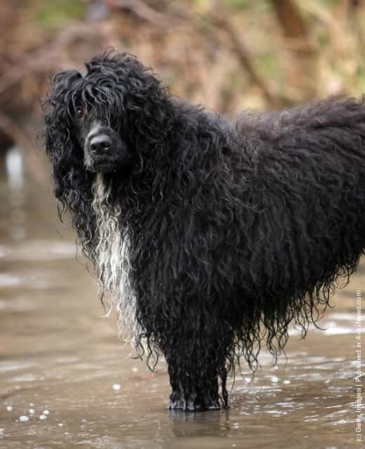 Portugese Water Dog