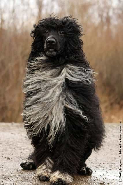 Portugese Water Dog