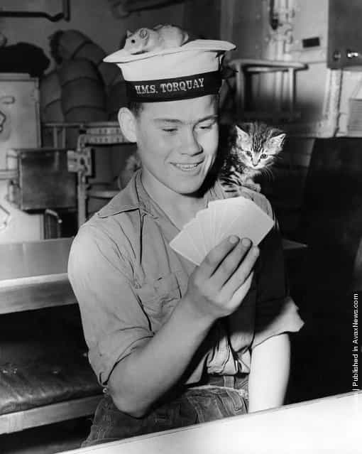 Junior seaman Trevor Grunkhurn plays cards with the help of the ships pets, Joey the golden hamster, and Smew the kitten, 1956