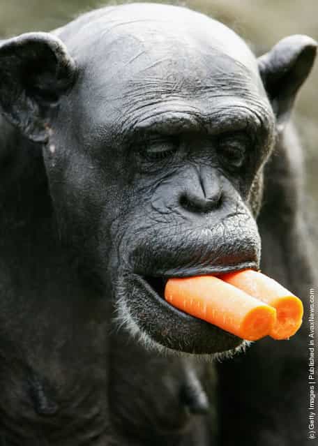 Female Chimpanzee eats carrots