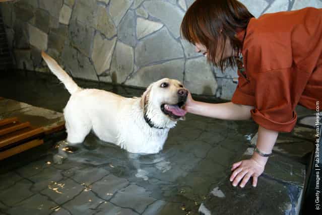 Dogs take a bath in hot springs at Oedo Resort and Spa in Tokyo, Japan