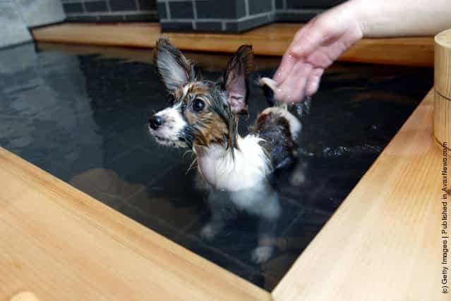 Dogs take a bath in hot springs at Oedo Resort and Spa in Tokyo, Japan