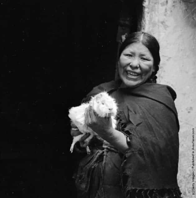 A Peruvian woman holding a large guinea pig - not a pet, but a sought-after delicacy, 1955