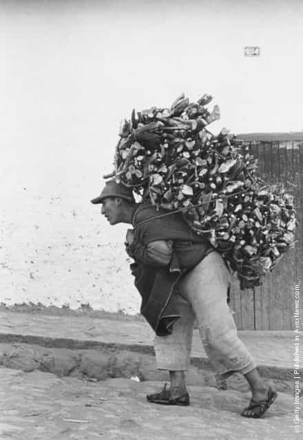 A Peruvian cargodore in Cuzco makes a living by carrying heavy loads on his back, 1955