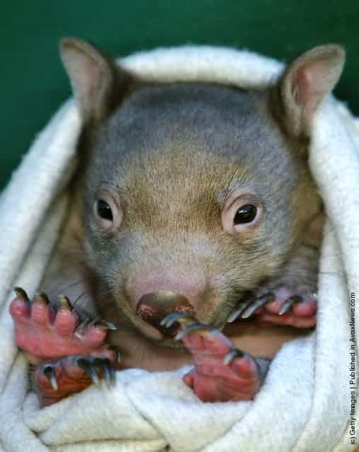 A baby Common Wombat