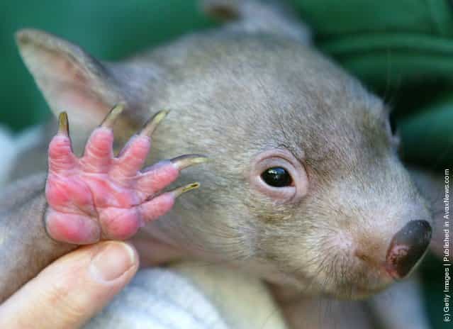 A baby Wombat