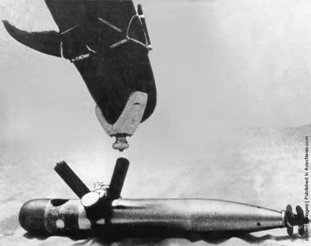 A dolphin trained by the US Navy to locate mines and torpedoes