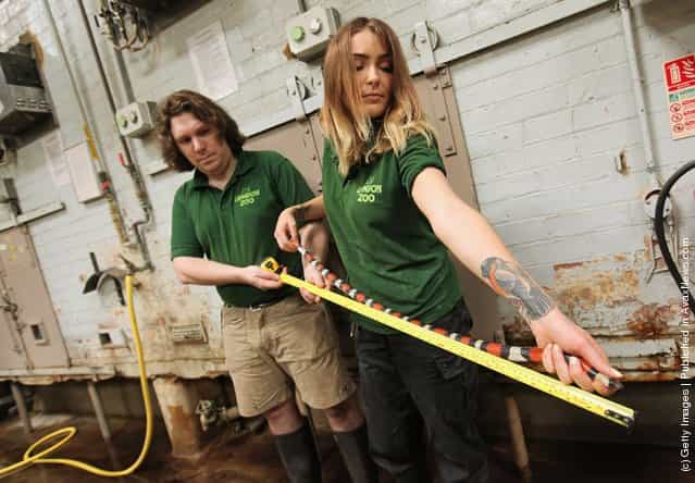 Zookeepers measure the length of a pueblan milk snake
