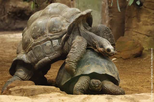 A giant Galapagos tortoise