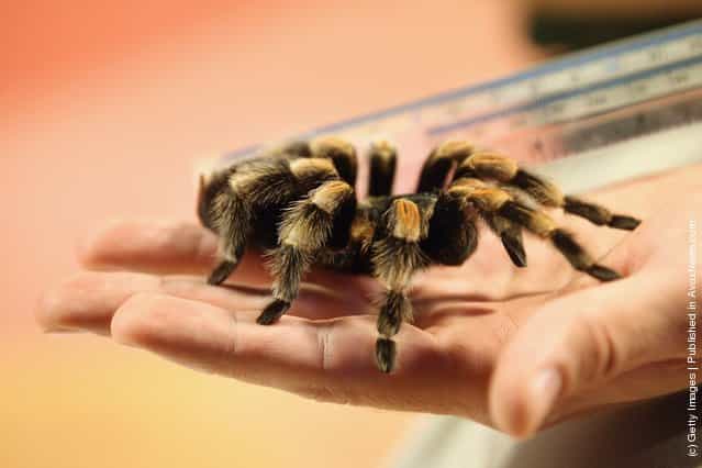 Zookeeper measures a Mexican Red-Kneed Tarantula