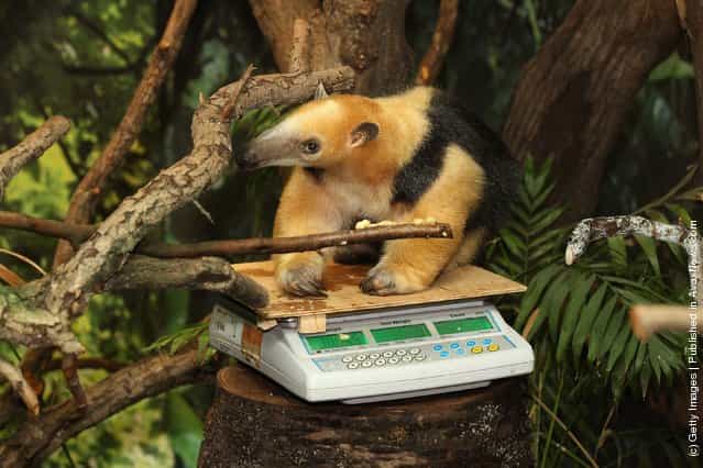 A Southern Tamandua is weighed at ZSL London Zoo