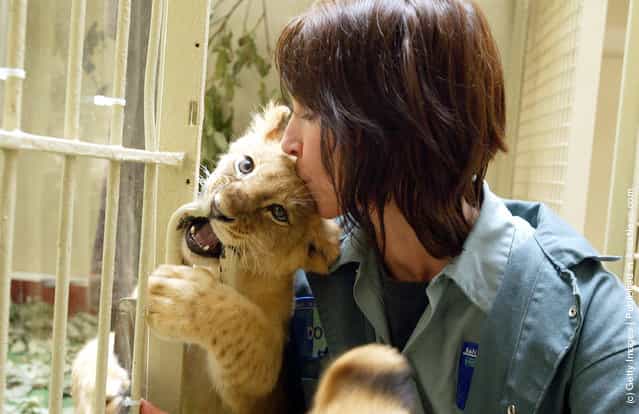Animal keeper kisses an eleven-week-old unnamed female lion cub
