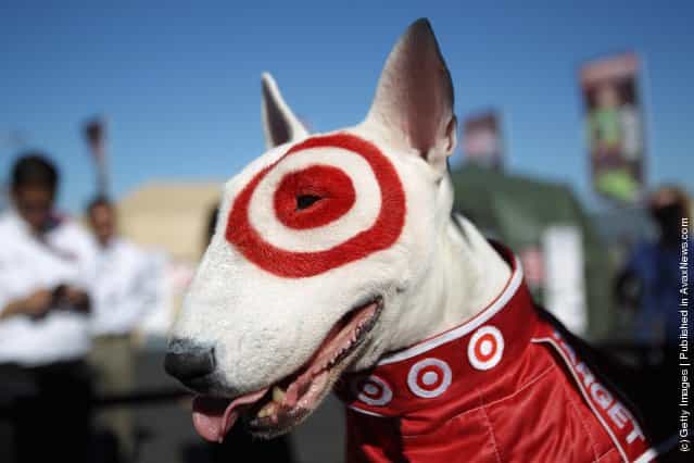 Bullseye the Target dog poses for pictures following the qualifying session for the IZOD IndyCar Series Indy Grand Prix of Sonama race at Infineon Raceway