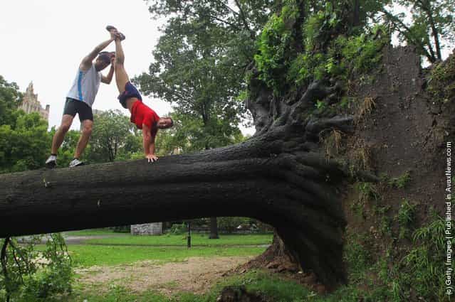 Claus Espinosa (L) and Miguel Aguado from Spain clown around on a downed tree in Central Park after Hurricane Irene dumped more than six inches of rain