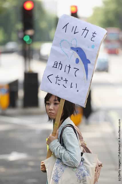 Protesters demonstrate outside the Japanese embassy against Japans hunting of sea mammals in London, England