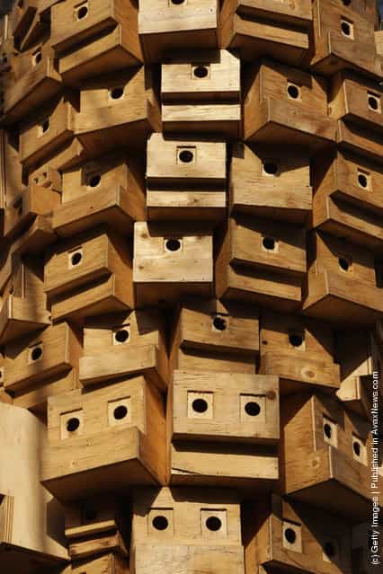 Bird Boxes