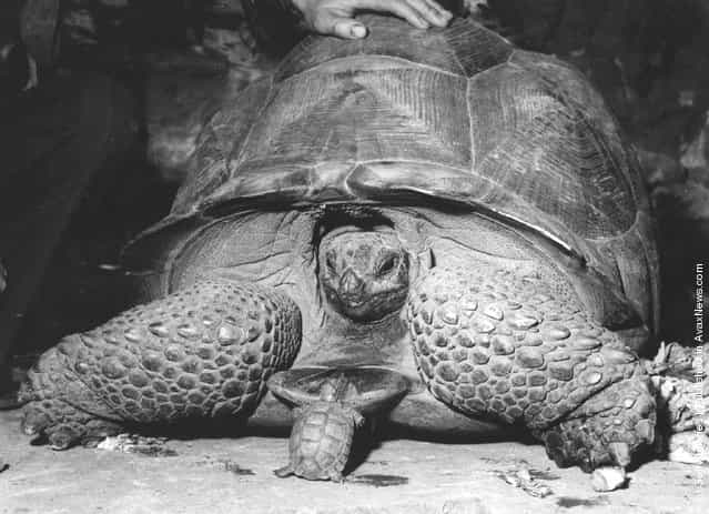 A turtle and a tortoise of contrasting sizes at Bristol Zoo