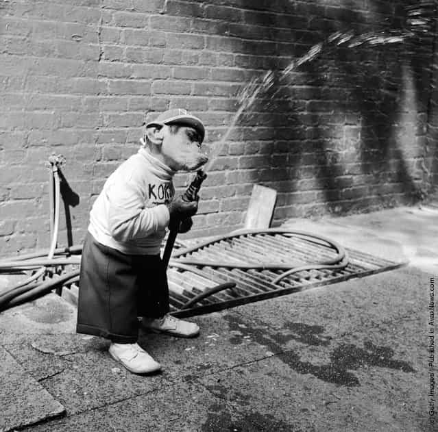 Young chimpanzee Kokomo Jnr playing with a hose pipe outside his owners apartment in New York City
