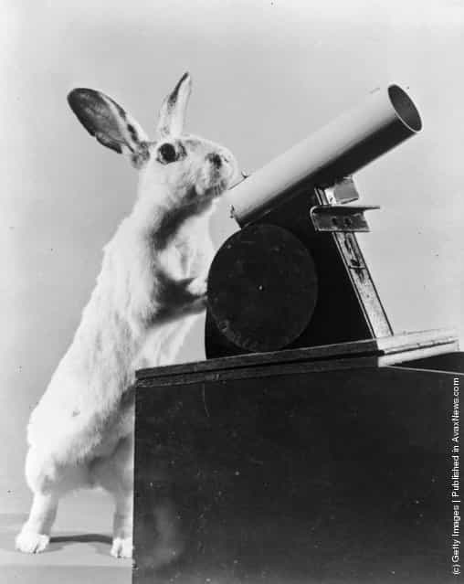 1956: Carrots the rabbit fires table tennis balls from a toy cannon