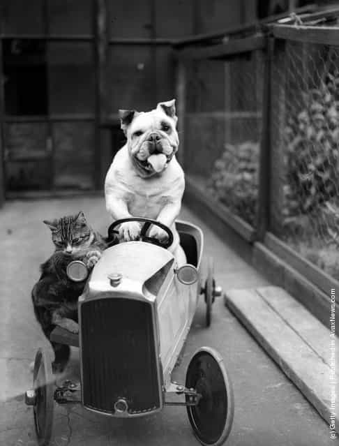 1933: A cat and a bulldog in a toy car
