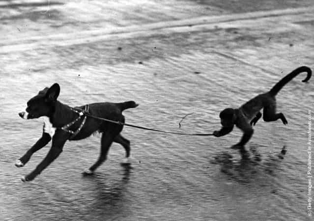 1943: The mascots of the Flying Fortress airplane Hokey Chile stationed in North Carolina, the dog and the monkey, take some exercise on the runway