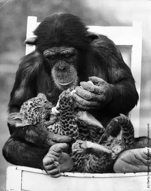 1971: A chimpanzee feeding a leopard cub at Southam Park Zoo, Warwickshire