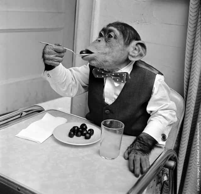1958: Young chimpanzee Kokomo Jnr. eating cherries with a spoon at his owners apartment in New York City