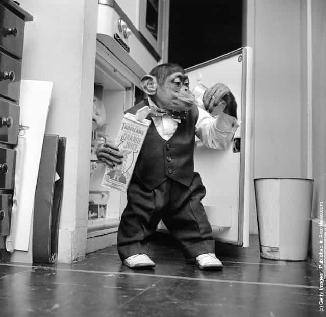 Young chimpanzee Kokomo Jnr. quenches his thirst with a glass of orange juice, straight from the fridge at his owners apartment in New York City